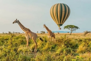 3 DAYS SERENGETI NATIONAL PARK AND NGORONGORO CRATER ADVENTUROUS BUDGET SAFARI