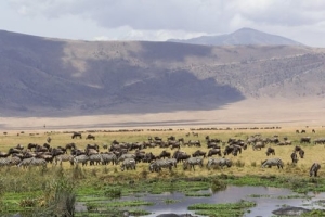 5 DAYS LAKE MANYARA, SERENGETI NATIONAL PARK, NGORONGORO CRATER AND TARANGIRE NATIONAL PARK AMAZING BUDGET SAFARI