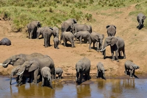 6 Days Lake Manyara, Serengeti National Park, Ngorongoro Crater And Tarangire National Park Wildlife Budget Safari. (With An Extra Full Day At Serengeti N.P)