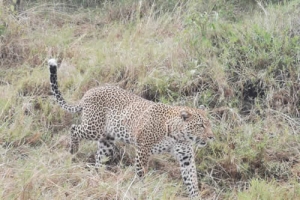 10 DAYS KENYA AND TANZANIA WILDLIFE AND WILDEBEEST MIGRATION BUDGET SAFARI.