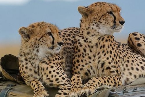 2-days-masai-mara-budget-safari