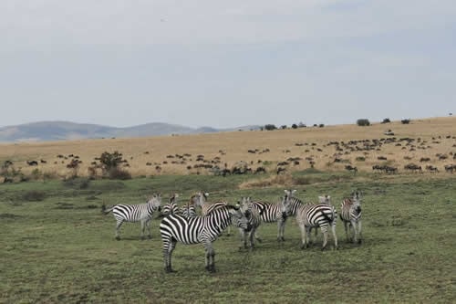 13-days-kenya-and-tanzania-budget-safari