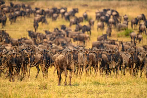 14-days-kenya-and-tanzania-amazing-wildebeest-migration