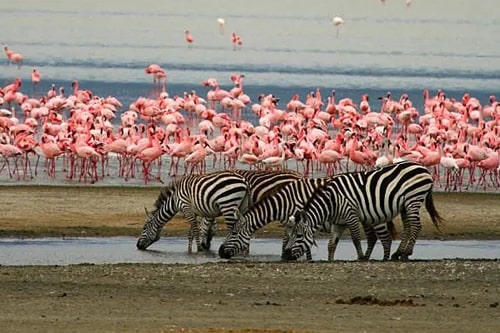 5-days-lake-manyara